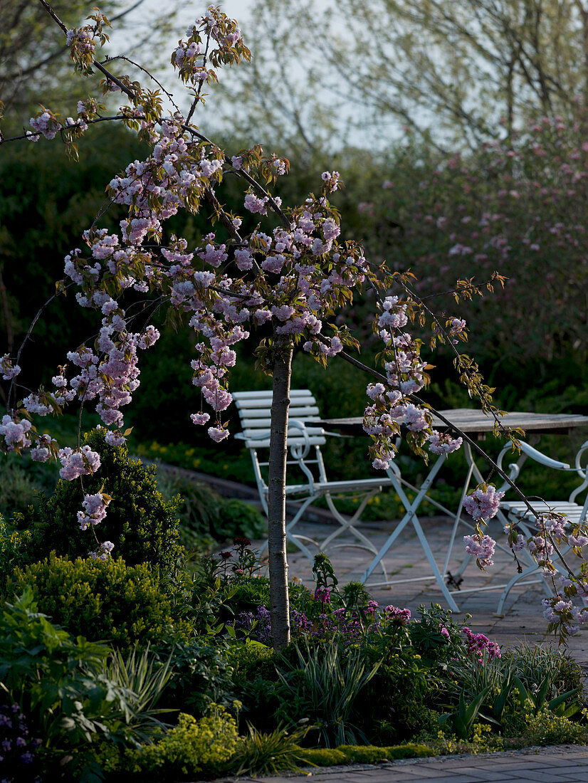 Prunus 'Kiku-Shidare-Zakura' (Japanese Cherry Cherry)