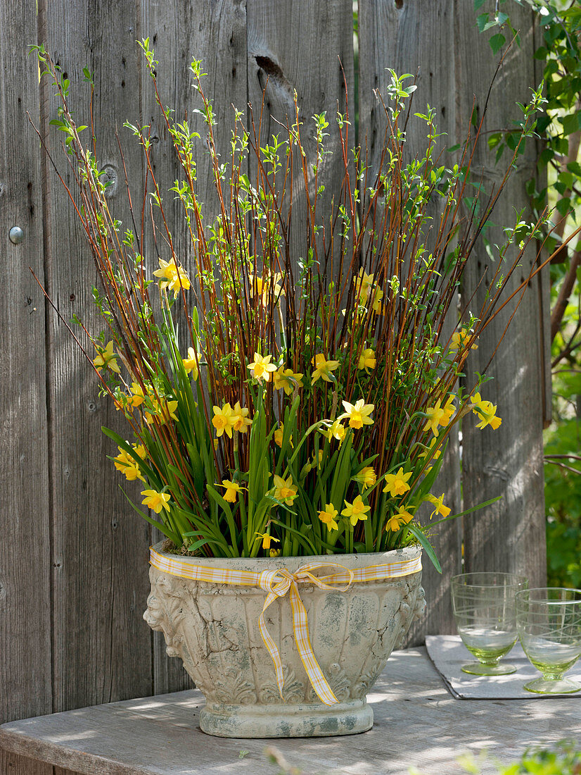 Narcissus 'Tete-a-Tete' (daffodils) in nostalgic cement pot