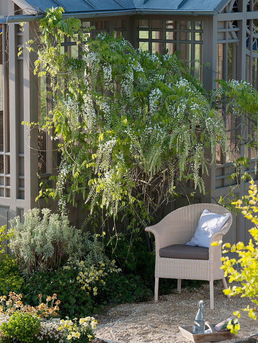 Wisteria floribunda 'Alba' (white-flowered wisteria) at teahouse