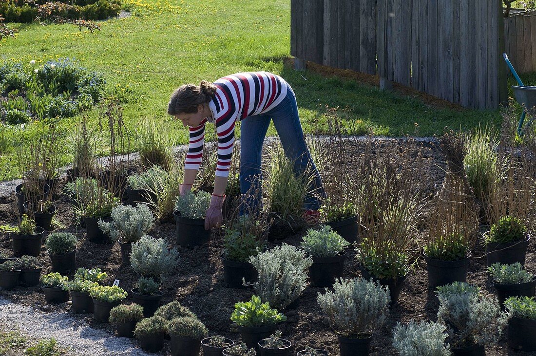 Before planting, place the perennials in the bed.