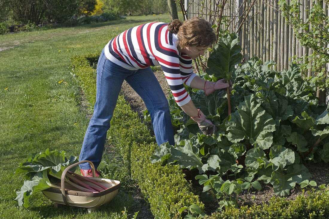 Woman reaps Rheum (rhubarb) in bed with Buxus (box hedge)