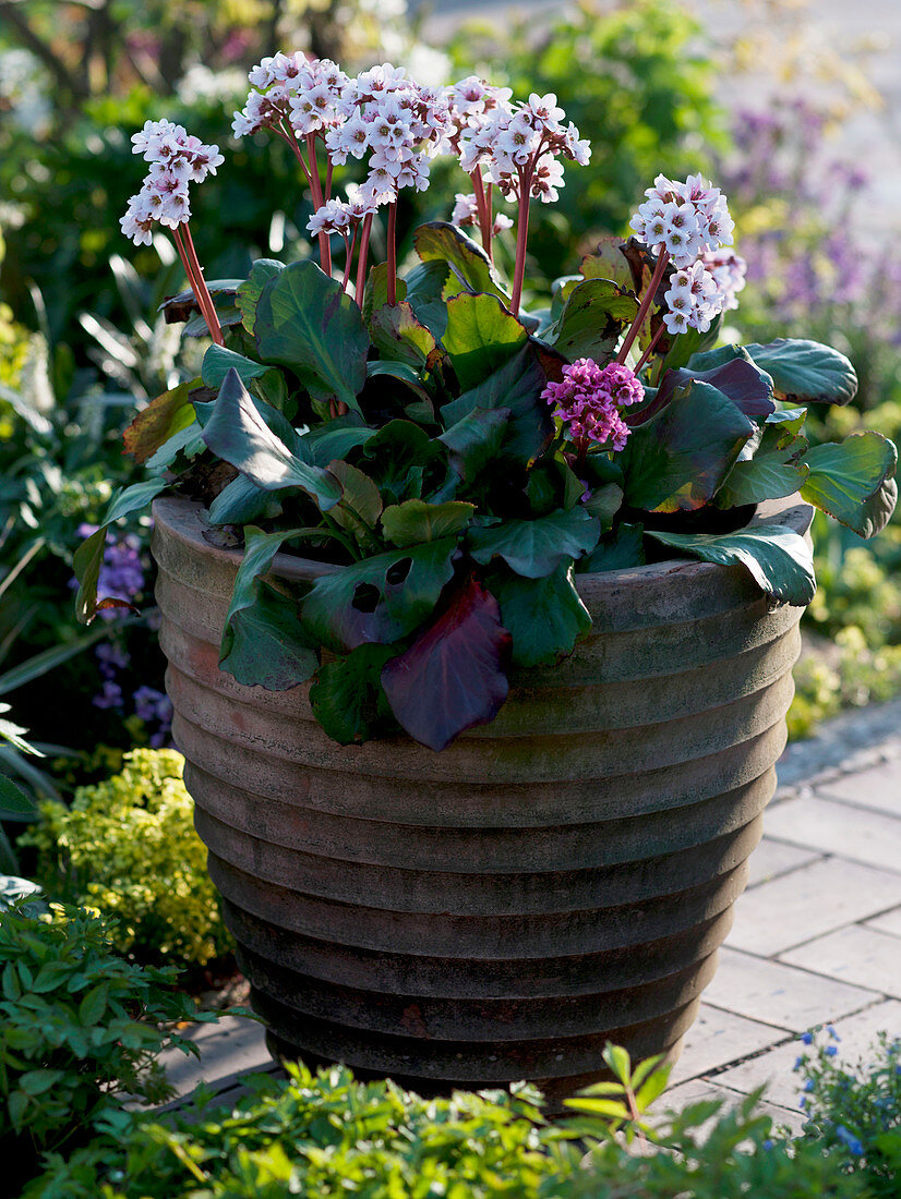 Bergenia 'Harzkristall' (Bergenia) in a large tub