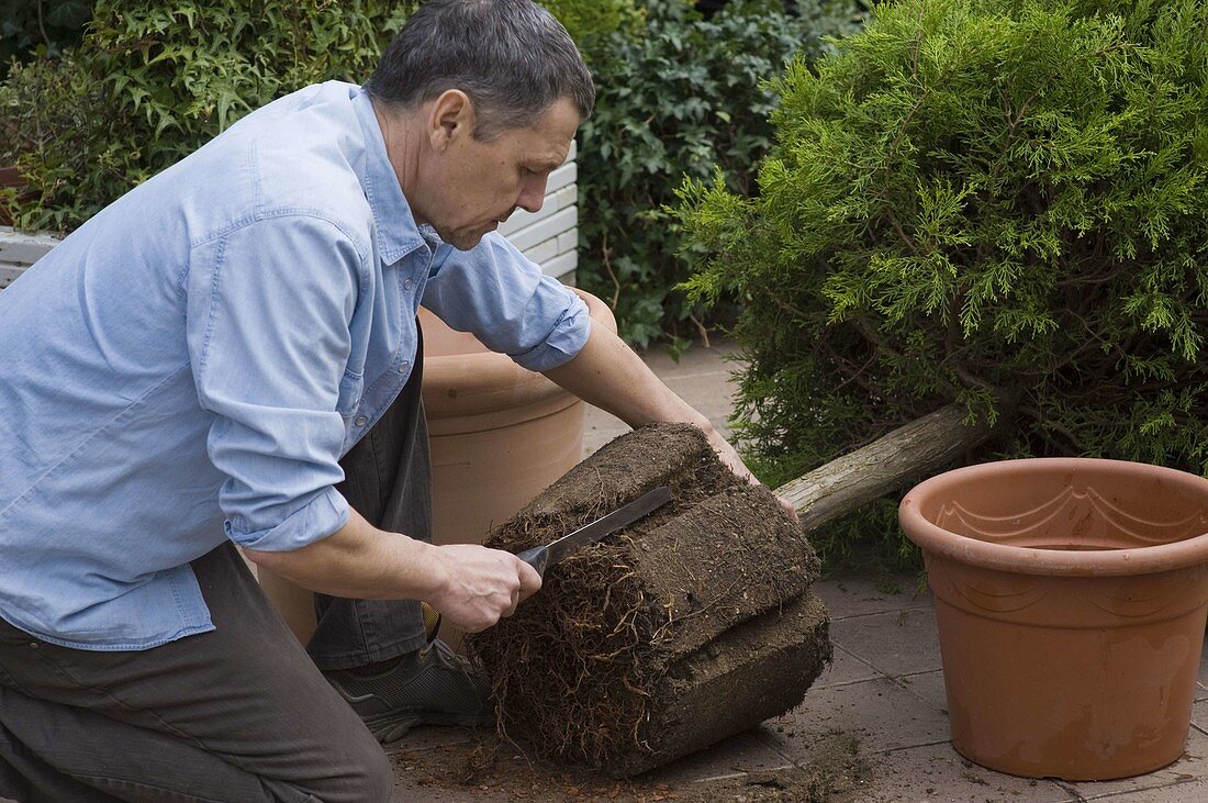 Man repotting large potted plants