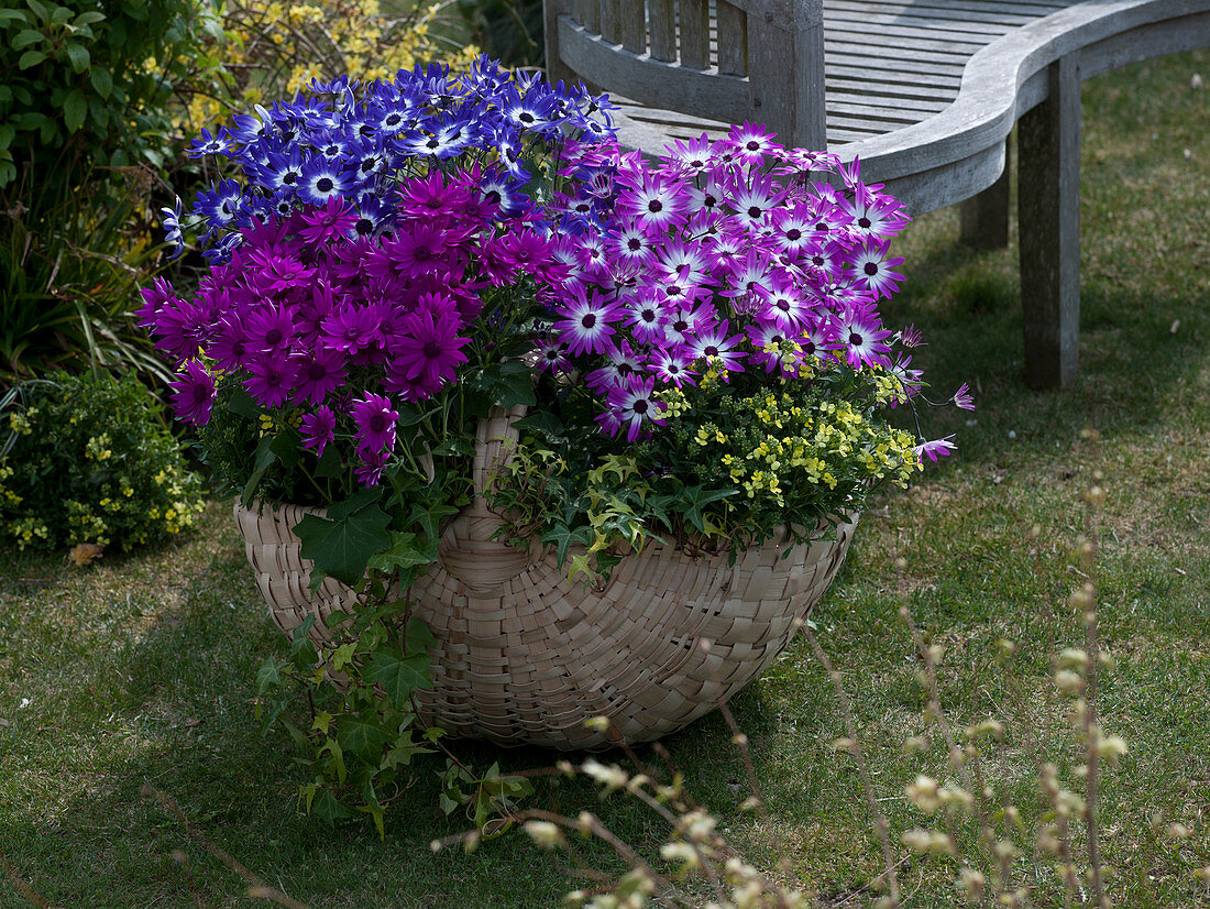 Spring Flirt in the basket, Senecio cruentus senetti (Cinerarie)