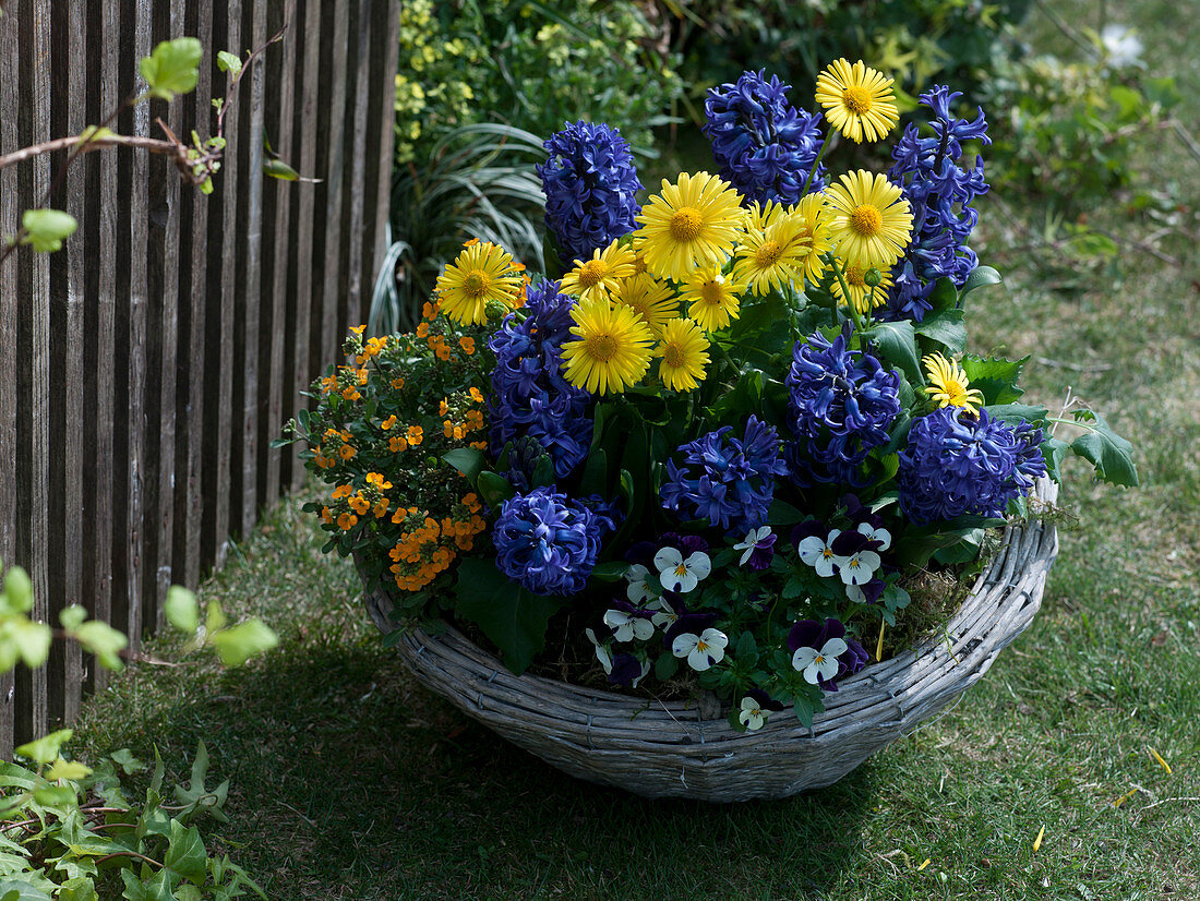 Frühlingskorb mit Doronicum (Gämswurz), Hyacinthus 'Kronos' (Hyazinthen)