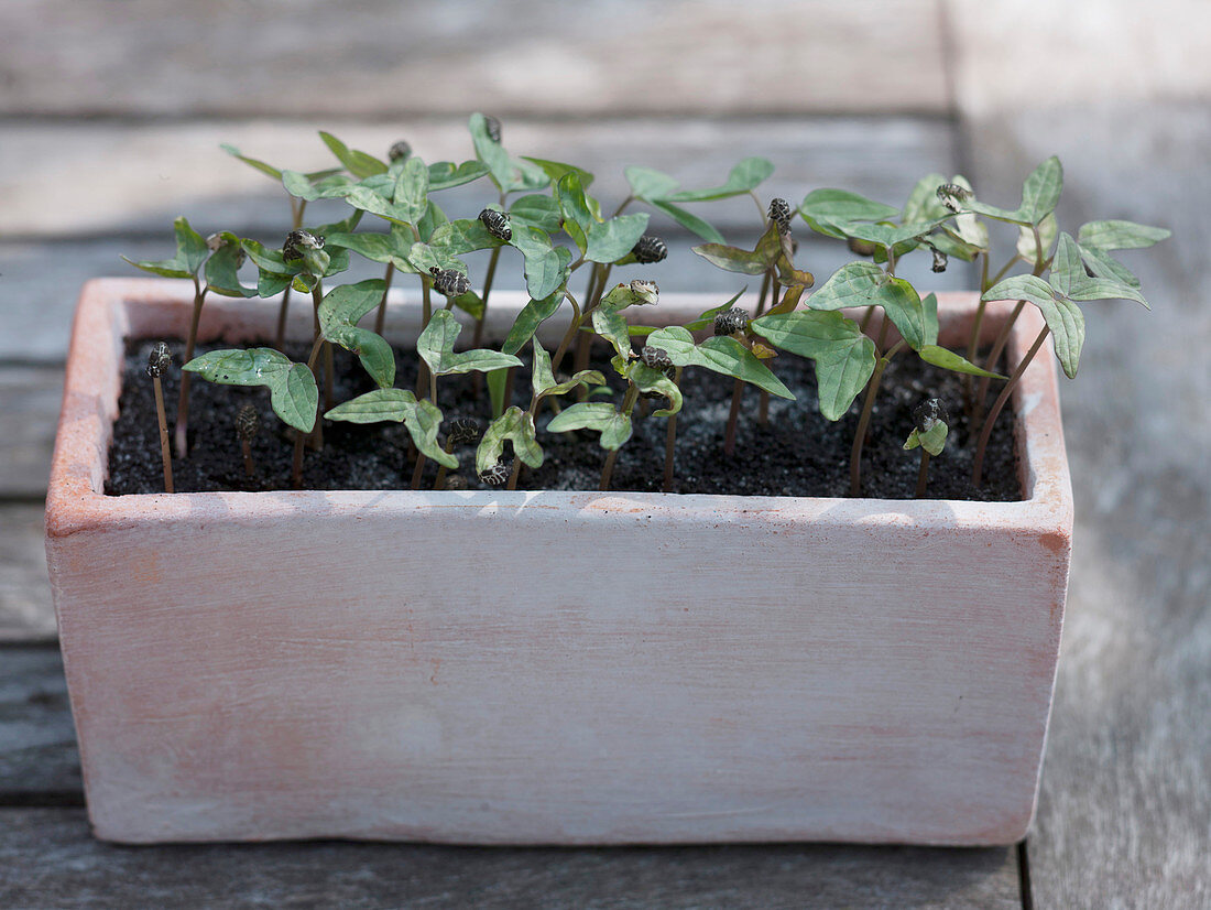 Climbing plants, sowing