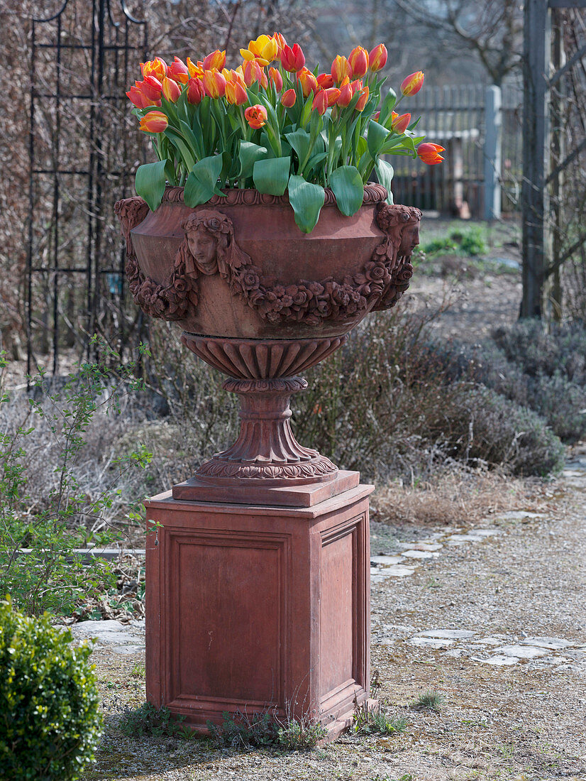 Amphora with Tulipa 'Flair' (tulips) in the rose garden