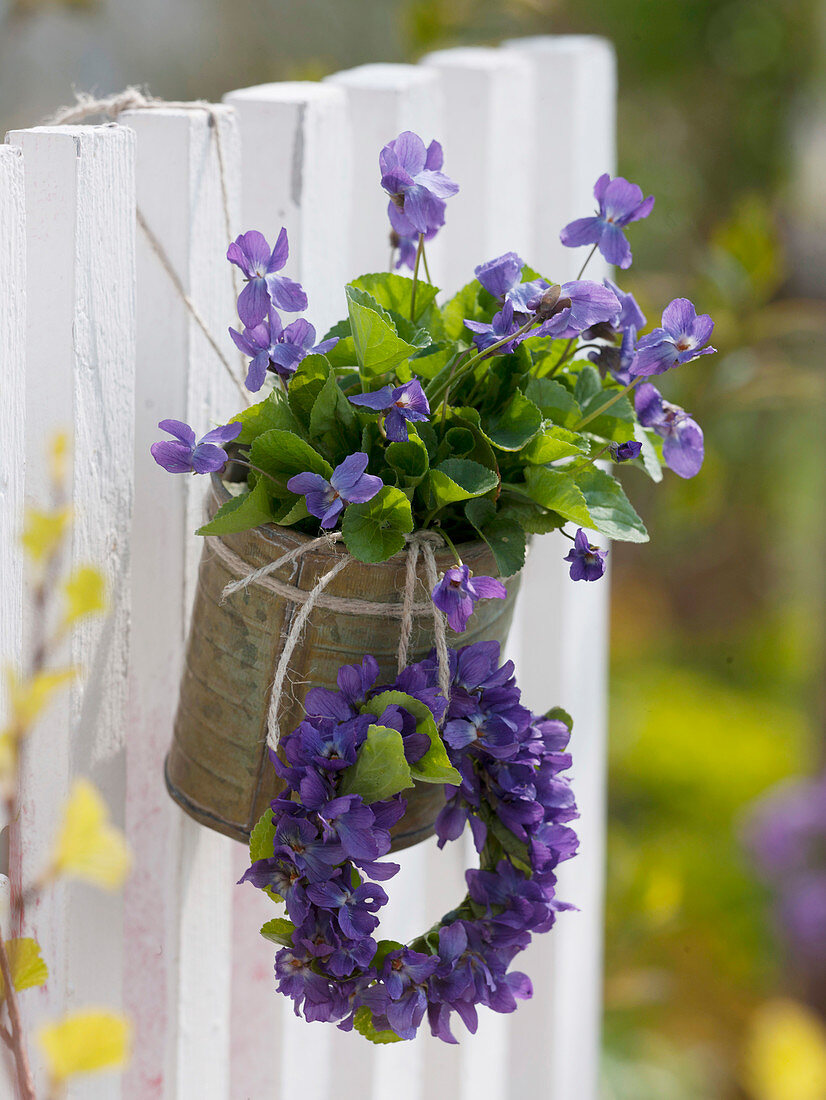 Viola odorata (Duftveilchen) in Blechdose und kleiner Kranz