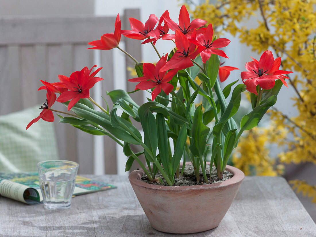 Tulipa linifolia (Wildtulpen, Botanische Tulpen) in Schale