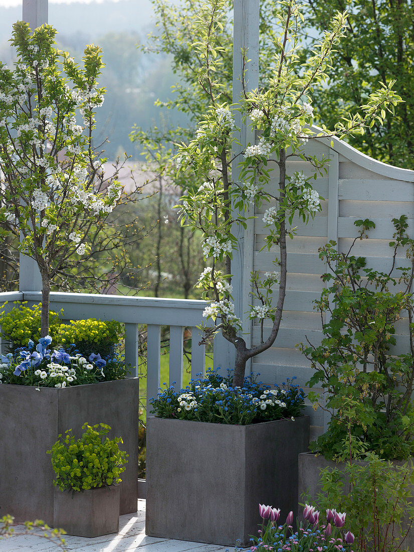 Pyrus (pear) grown on a U-trellis, Prunus (cherry), Ribes