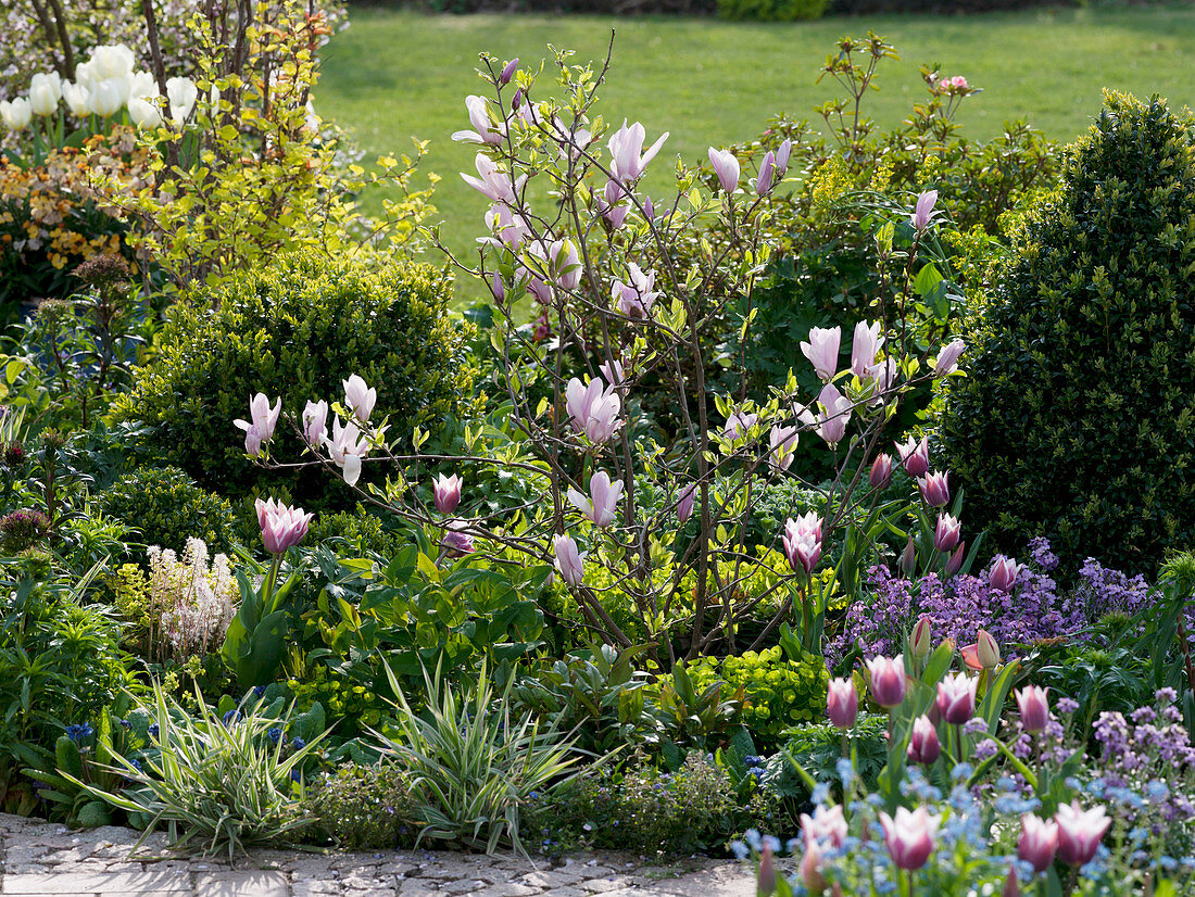 Frühlingsbeet mit Magnolia soulangeana (Tulpenmagnolie)