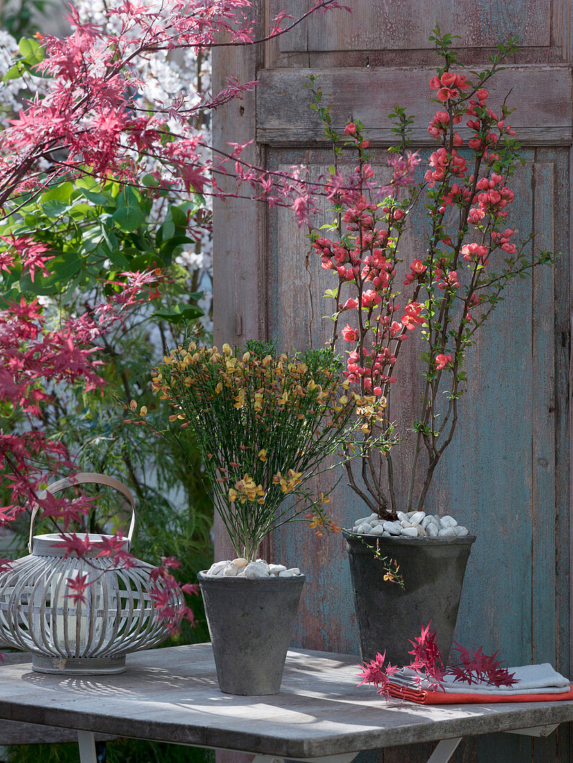 Cytisus 'Apricot Gem' (broom), Chaenomeles japonica (ornamental quince)