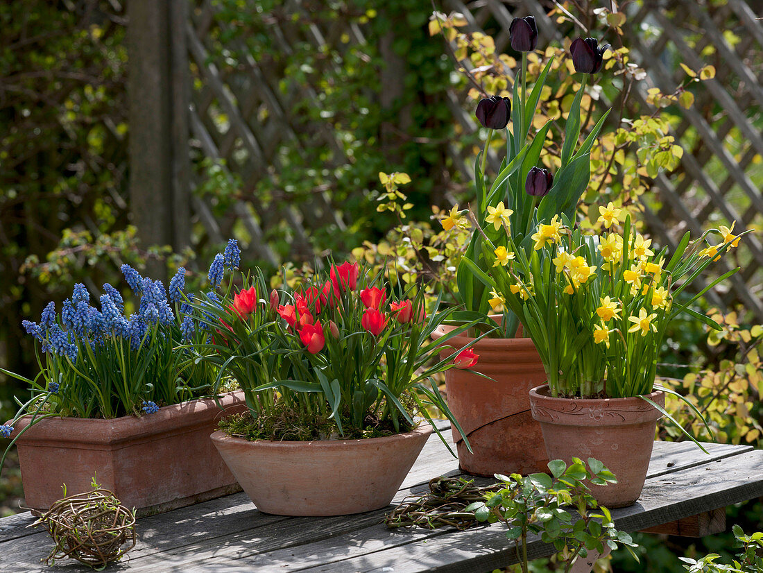 Putting spring onions in pots in autumn