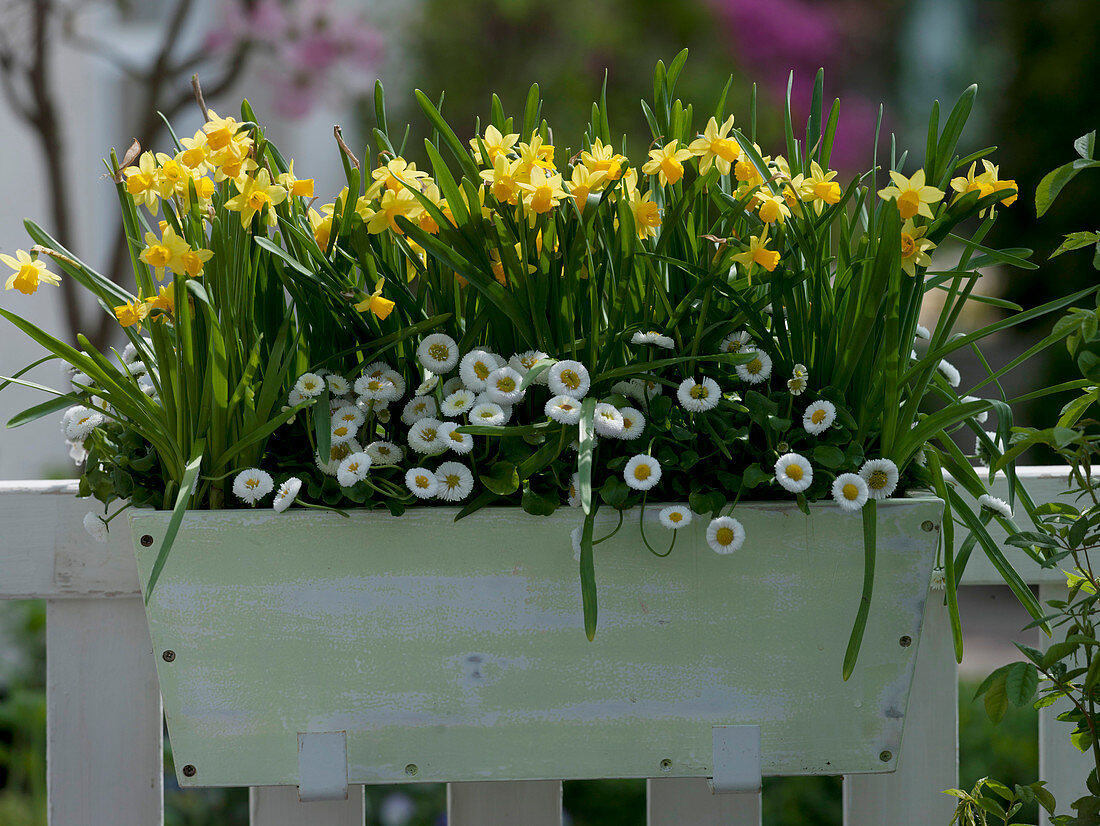 Narcissus 'Tete a Tete' (narcissus) and Bellis (daisy)