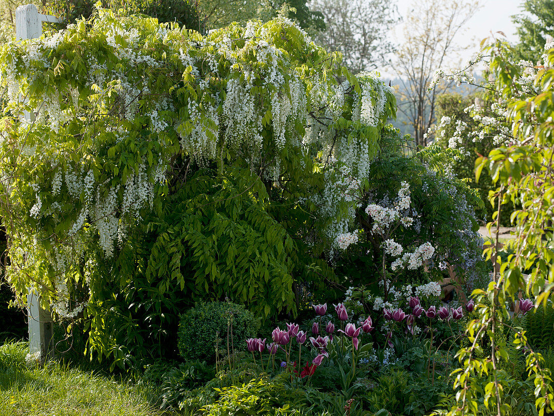 Wisteria floribunda 'Alba' (Weißer Blauregen) - duftende Blüten