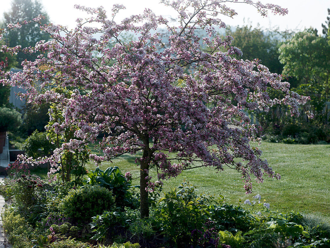 Malus sargentii 'Rosea' (Zierapfelbaum)