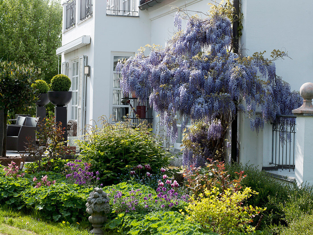 Wisteria sinensis (Blue-violet) by the downpipe, bed with Buxus (box)