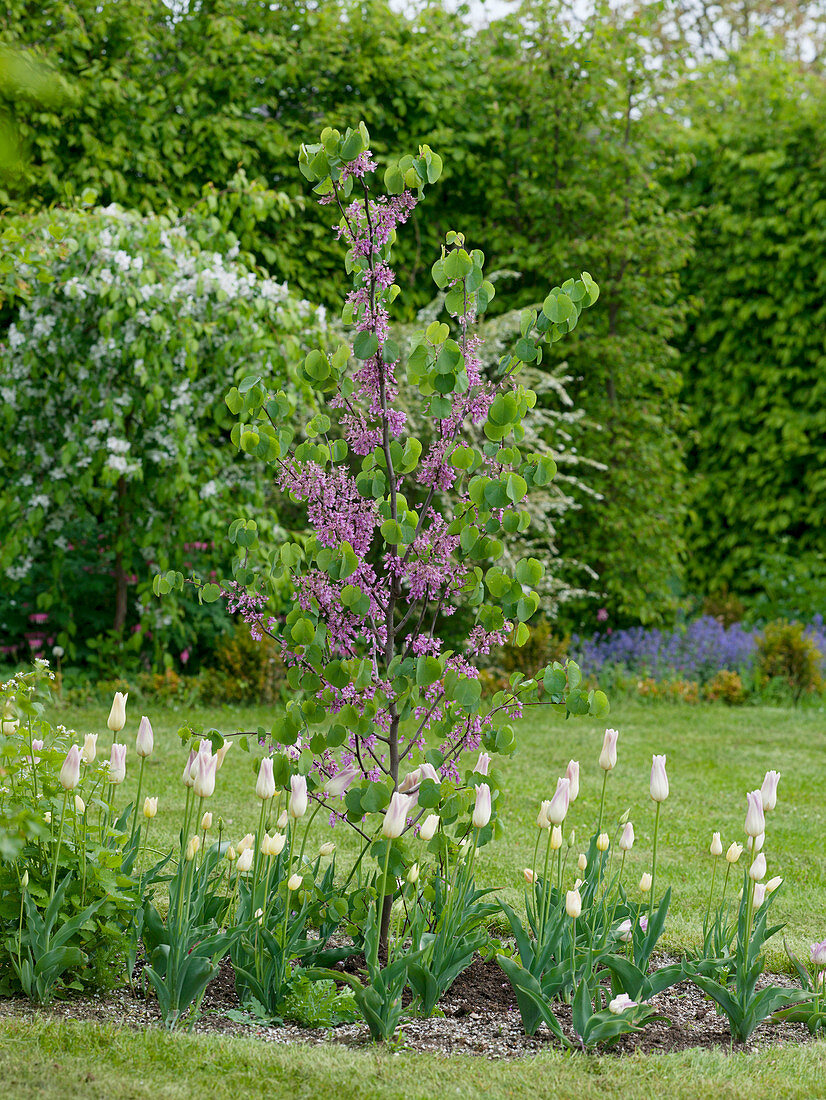 Cercis siliquastrum (common Judas tree) with Tulipa