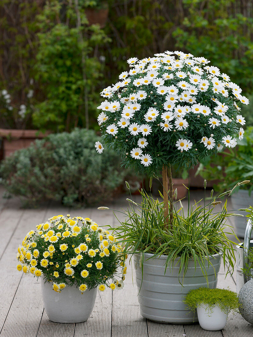 Argyranthemum 'Stella 2000' Sole Mio (daisies), bush and stem