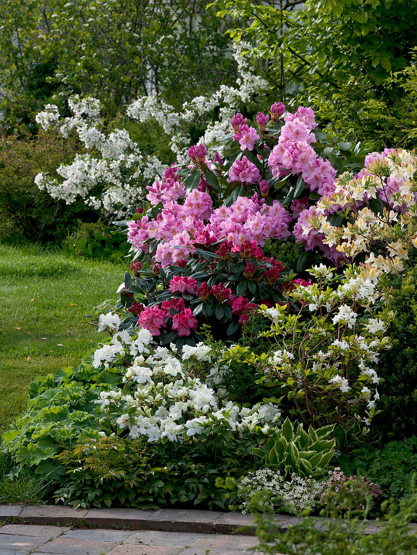 Rhododendron 'Scintillation', 'Morgenrot' (alpine rose) 'Schneegold' (snow gold)