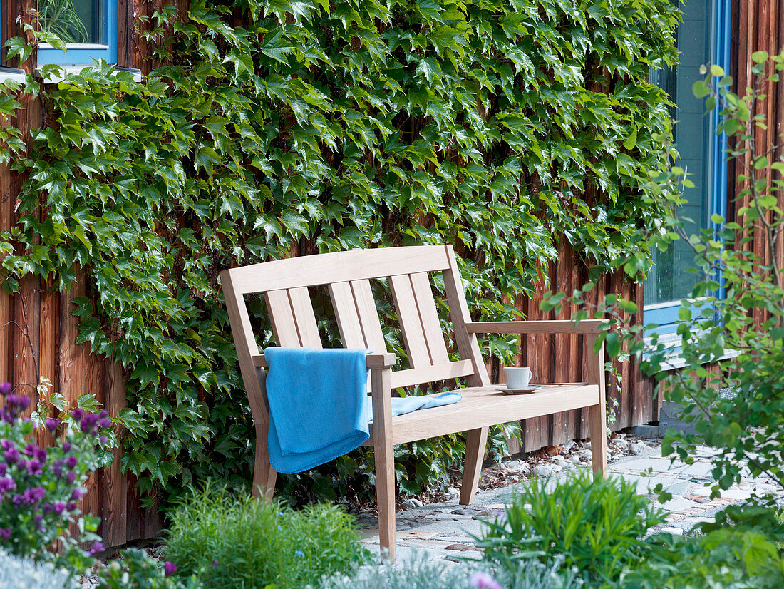 Wooden bench on house wall with Parthenocissus tricuspidata 'Veitschii'