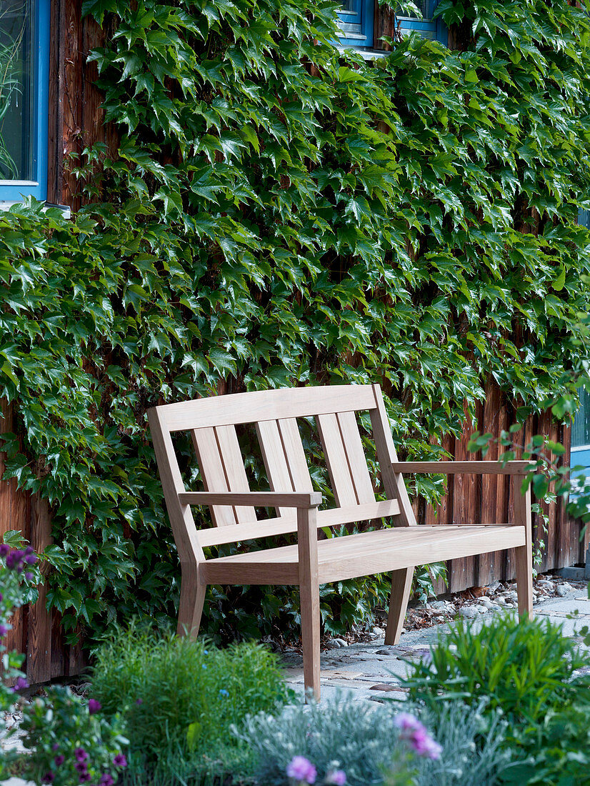 Wooden bench against house wall with Parthenocissus tricuspidata 'Veitschii'