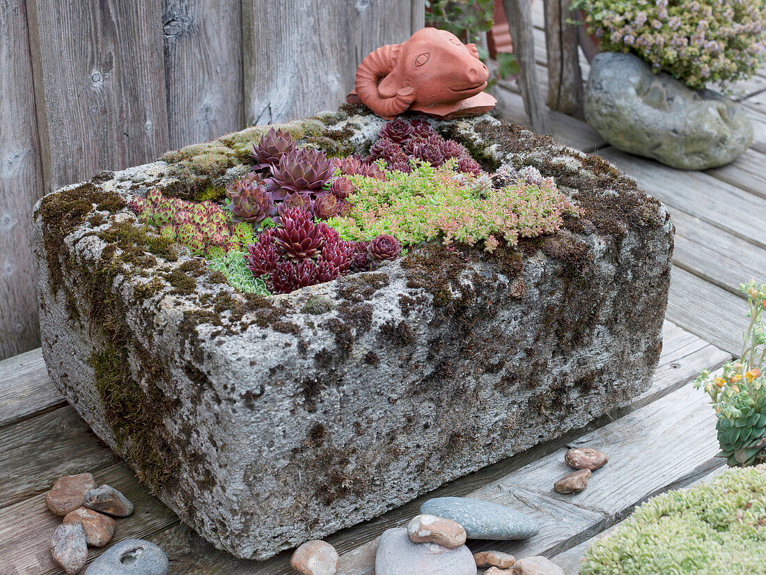 Steintrog bepflanzt mit Sempervivum (Hauswurz), Sedum album (Fetthenne)