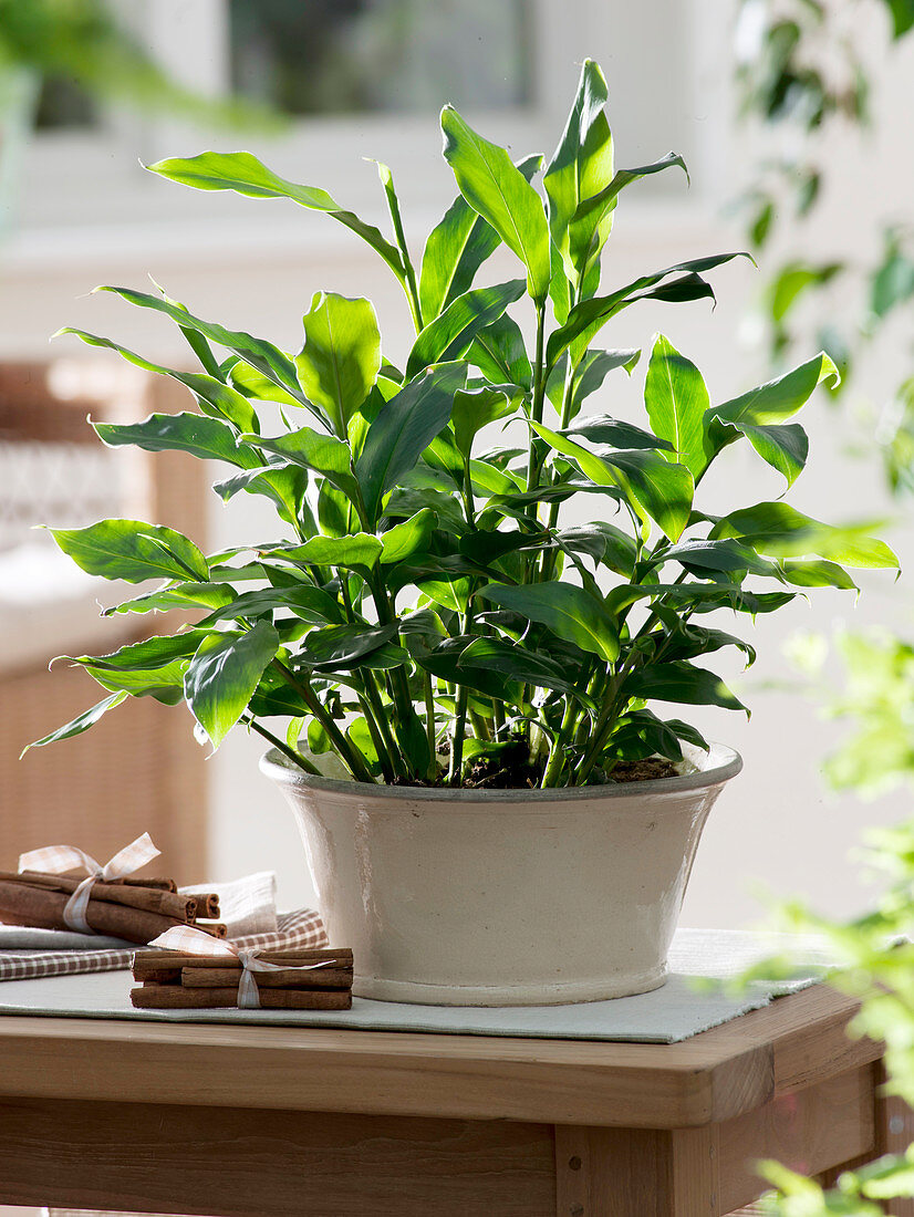 Elettaria cardamomum syn Amomum cinnamomum (Cinnamon plant), tea herb