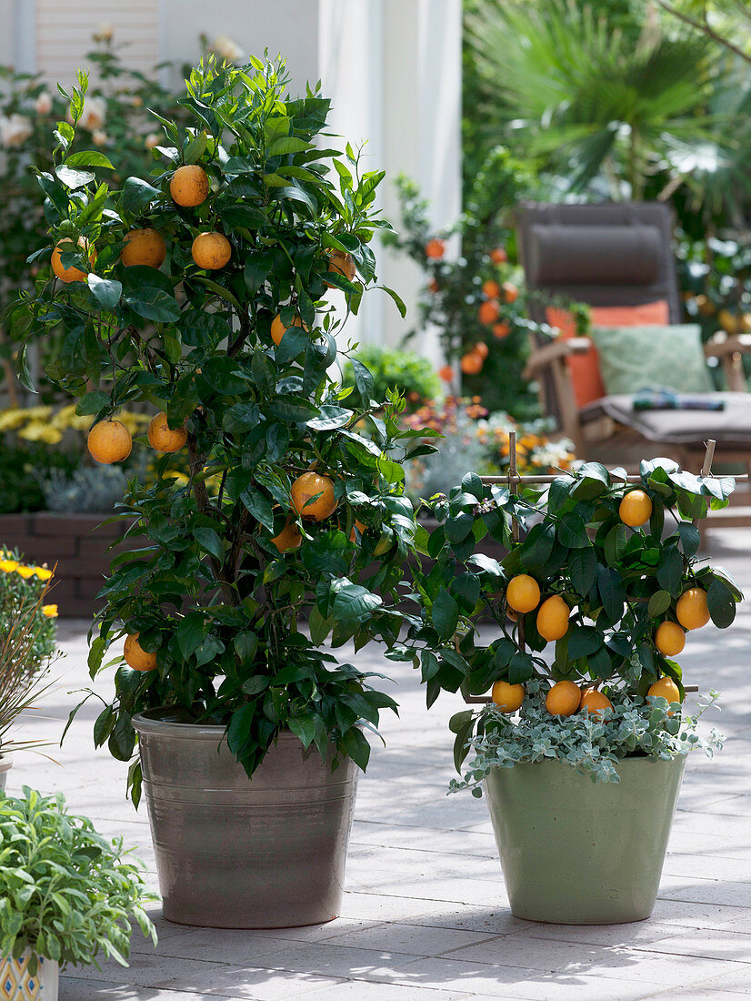 Citrus sinensis (Orangenbaum), Citrus limon 'Meyer' (Zitronenbaum)