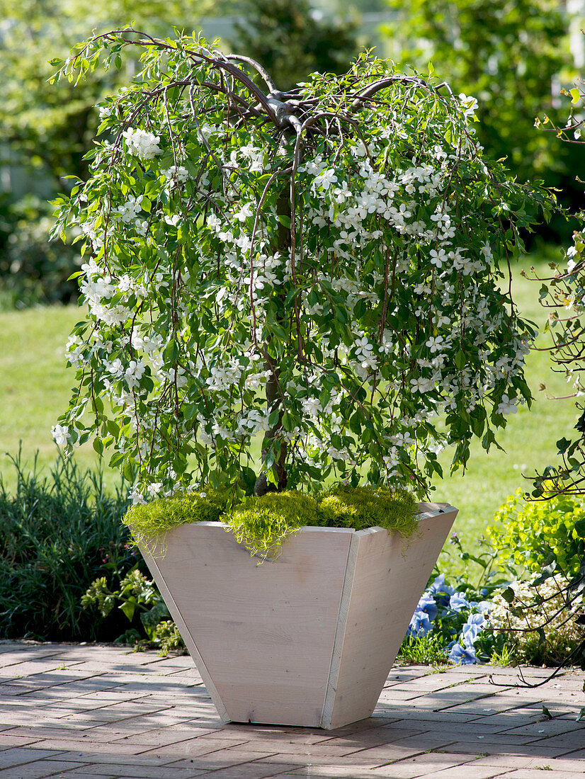 Malus 'Red Jade' (hanging ornamental apple) underplanted with Sagina 'Scottish Moss'.