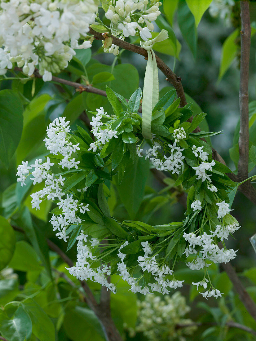 Small wreath of Galium odoratum (woodruff) hung on a lilac branch