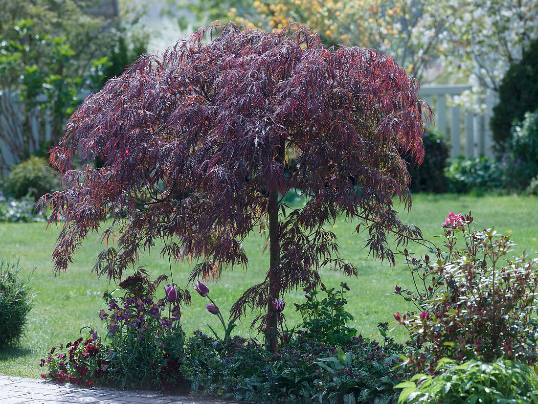 Acer palmatum 'Dissectum Garnet' (dunkelroter Schlitzahorn)