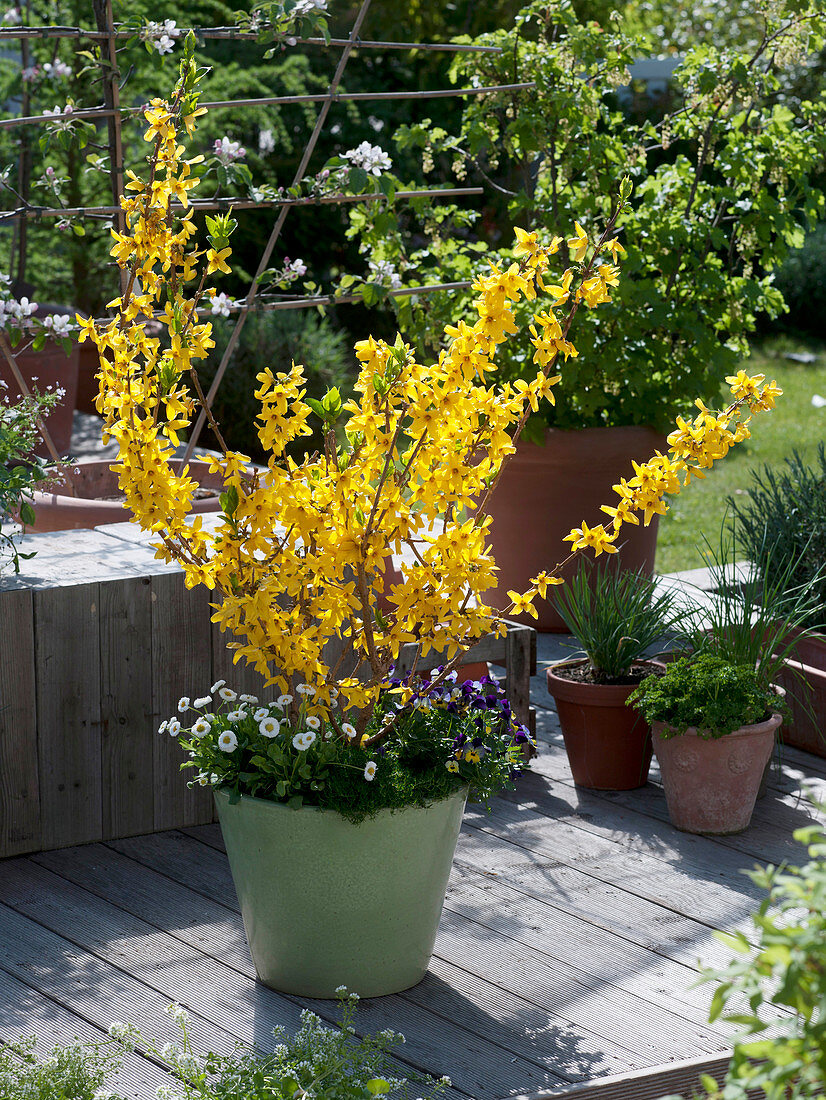 Forsythia 'Minigold' (Zwerg - Goldglöckchen)