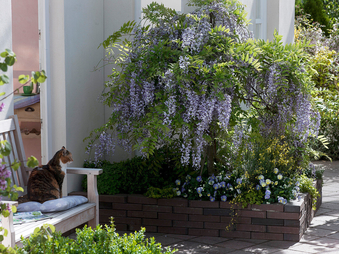 Wisteria floribunda grown as a tree in the patio