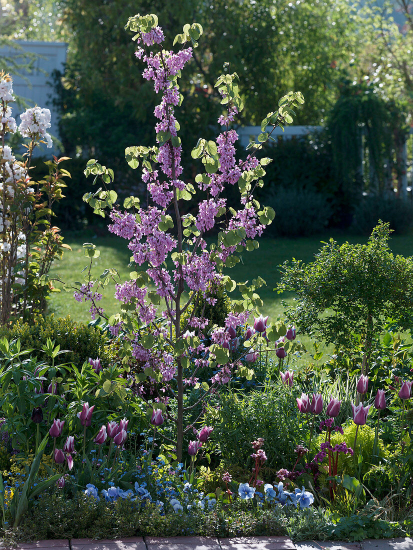 Cercis siliquastrum (Gewöhnlicher Judasbaum)