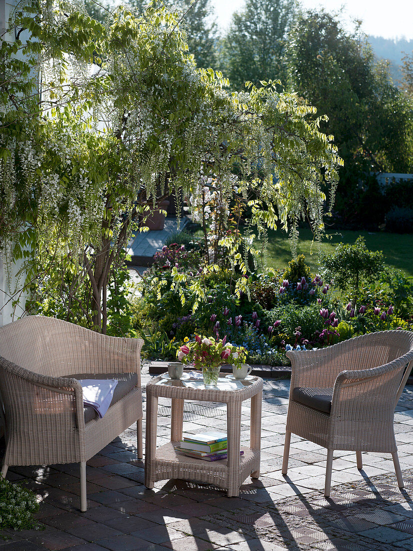 Wisteria floribunda 'Alba' (Weißer Blauregen) mit duftenden Blüten