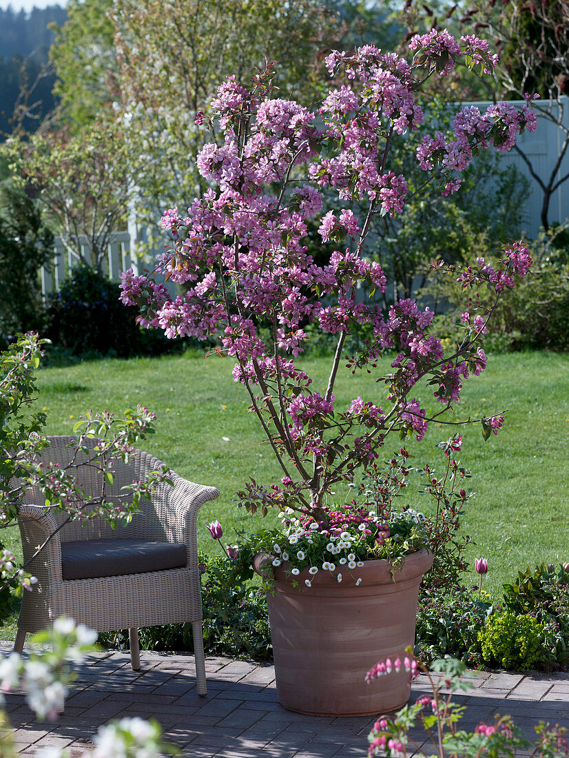 Malus 'Rudolph' (Zierapfel) unterpflanzt mit Bellis (Tausendschön)