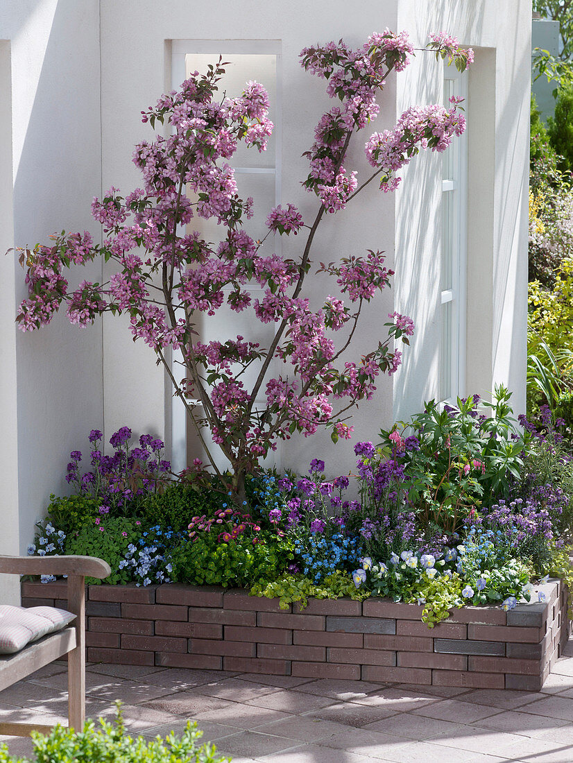 Malus 'Rudolph' (Zierapfel), Erysimum (Goldlack), Euphorbia (Wolfsmilch)