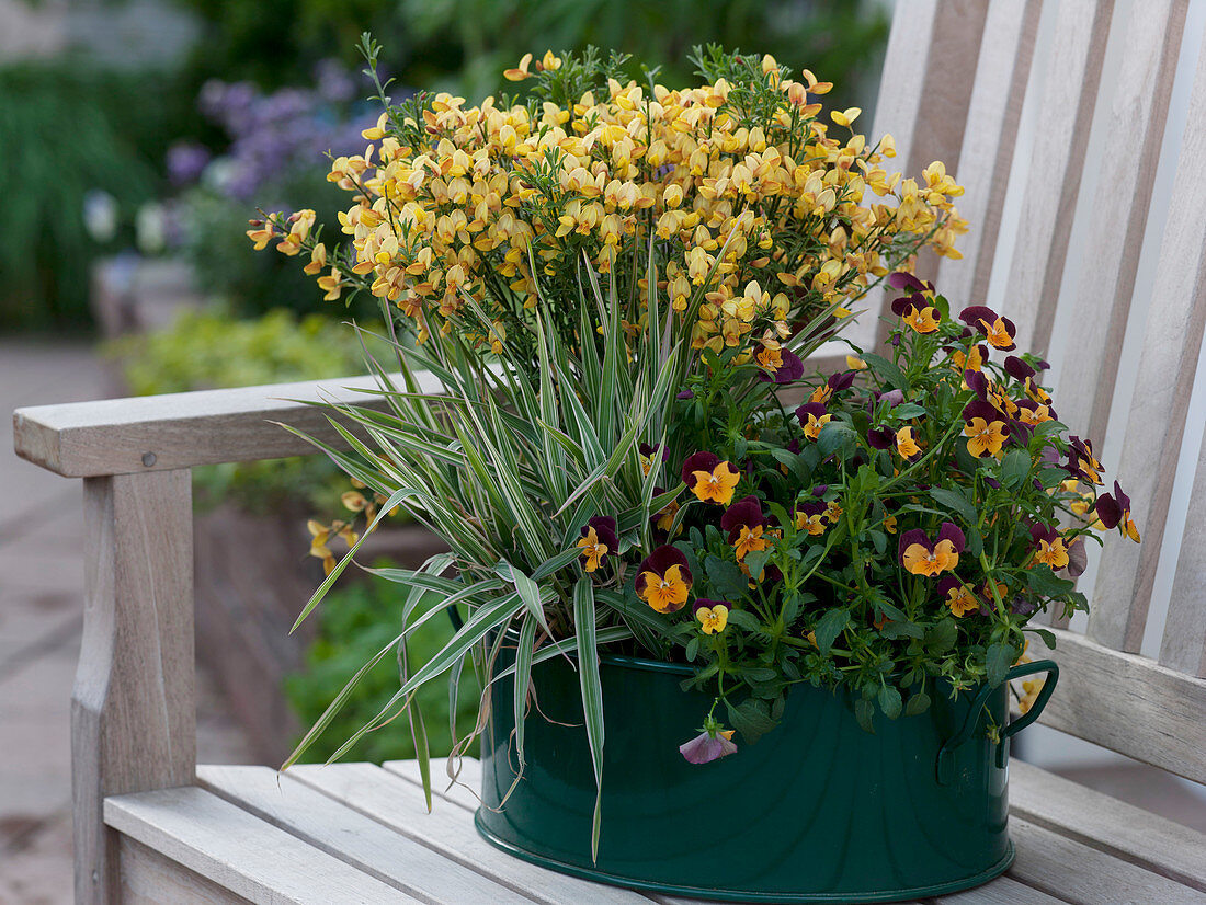 Cytisus 'Apricot Gem' (broom), Viola cornuta 'Callisto' (corn)