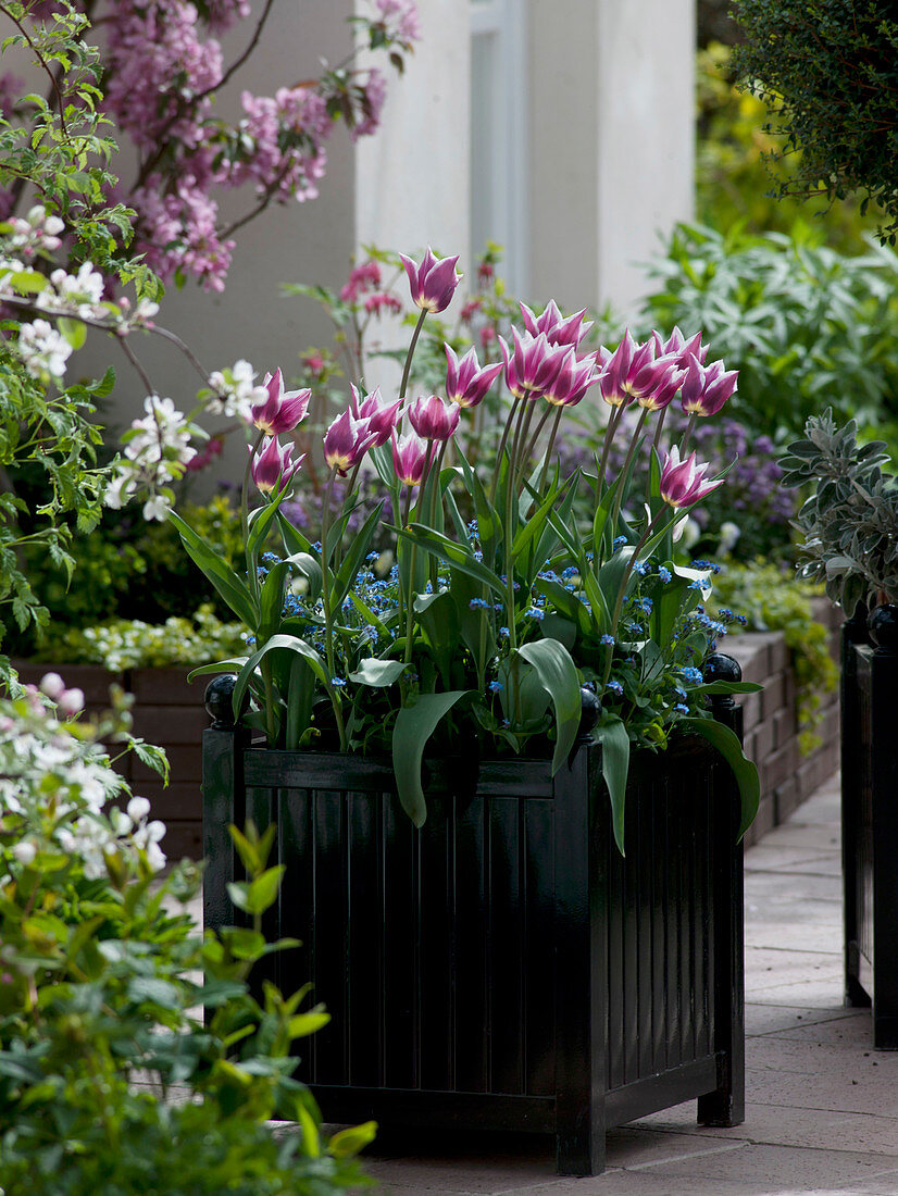 Tulipa 'Ballade' (Lilienblütige Tulpen), Myosotis (Vergissmeinnicht)