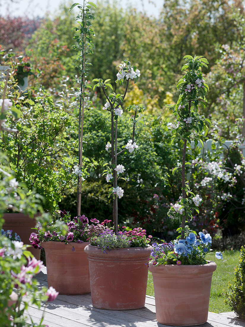 Malus (columnar apple) in large tubs