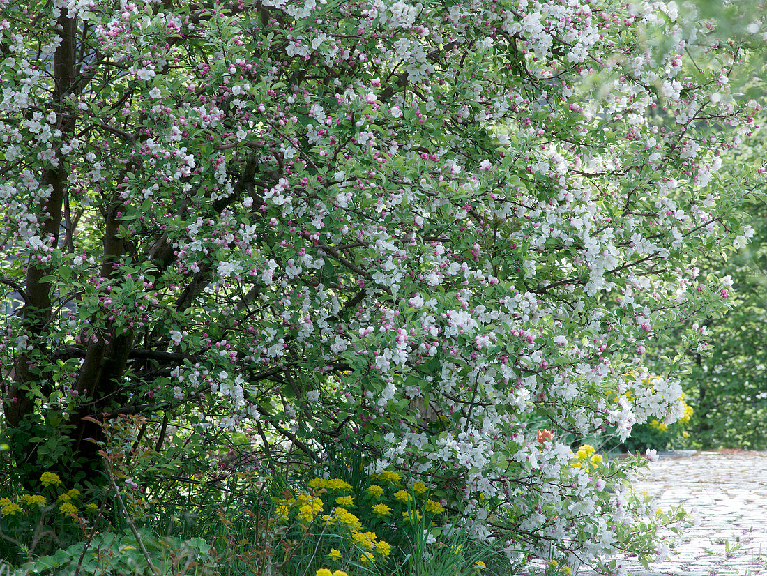 Malus 'Evereste' (ornamental apple) underplanted with Euphorbia Polychroma