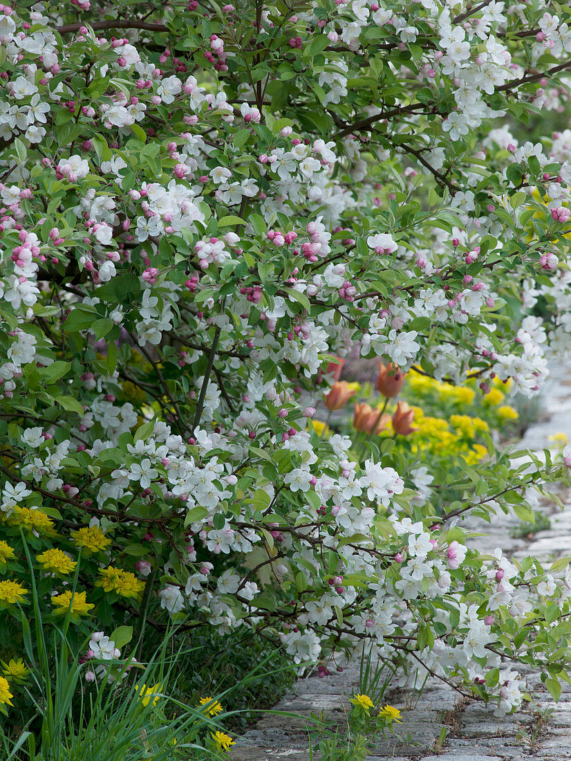 Malus 'Evereste' (ornamental apple) underplanted with Euphorbia polychroma