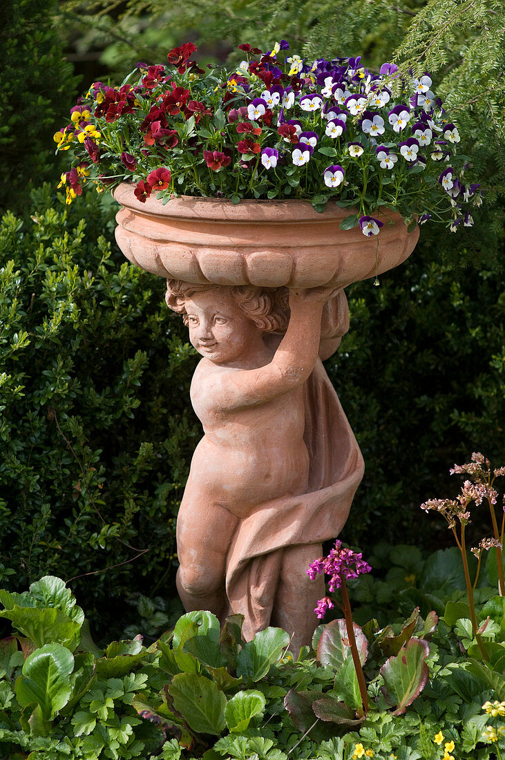 Viola cornuta (horned violet) in terracotta bowl on Impruneta putty