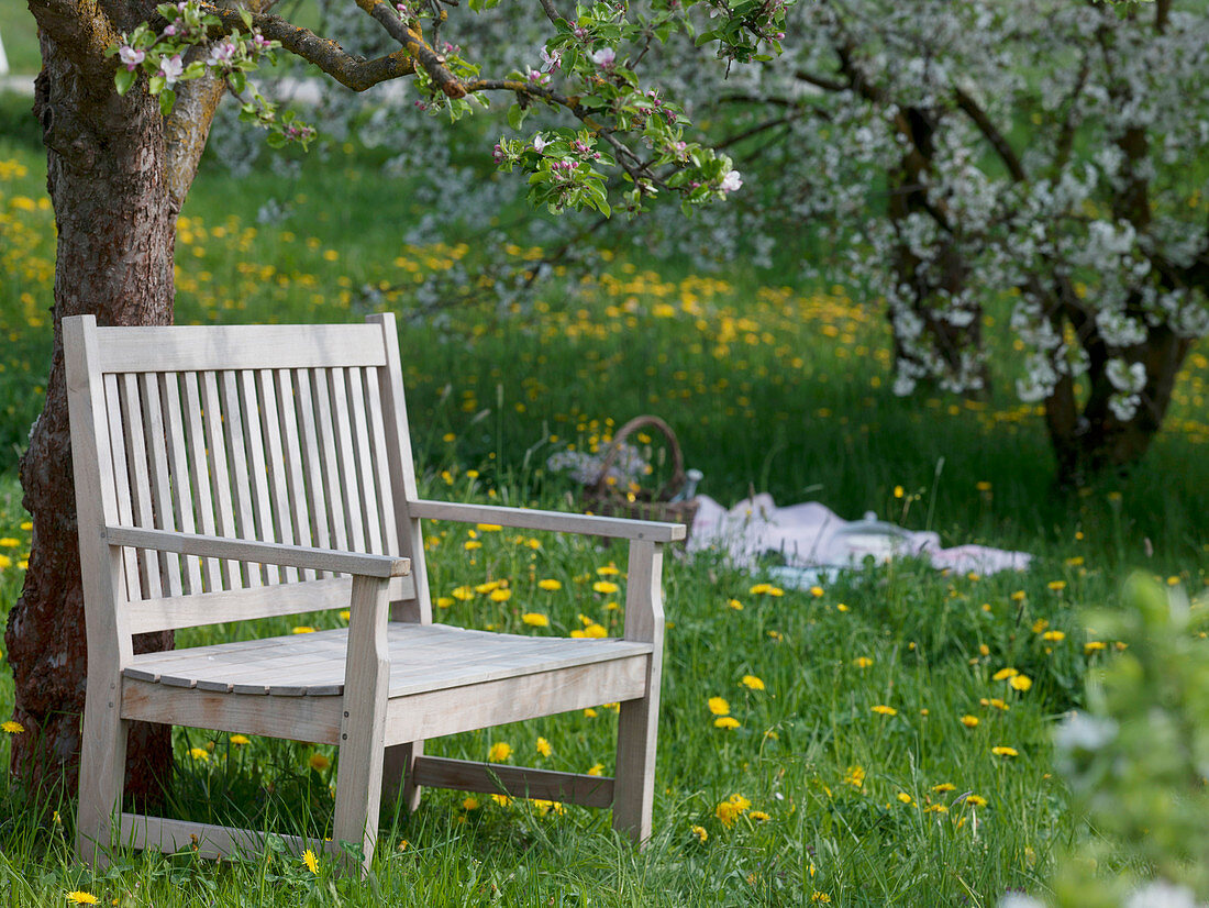 Bench under flowering Malus (apple tree) in orchard meadow