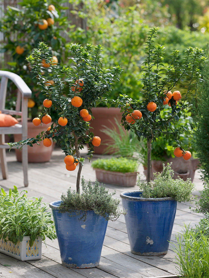 Citrus aurantium myrtifolia in blue tubs