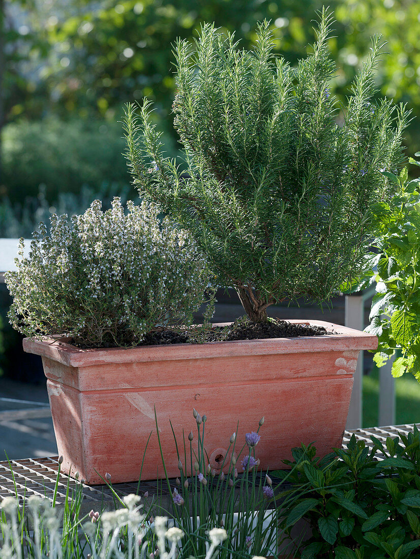 Rosmarinus officinalis (Rosmarin), Thymus vulgaris (Thymian)