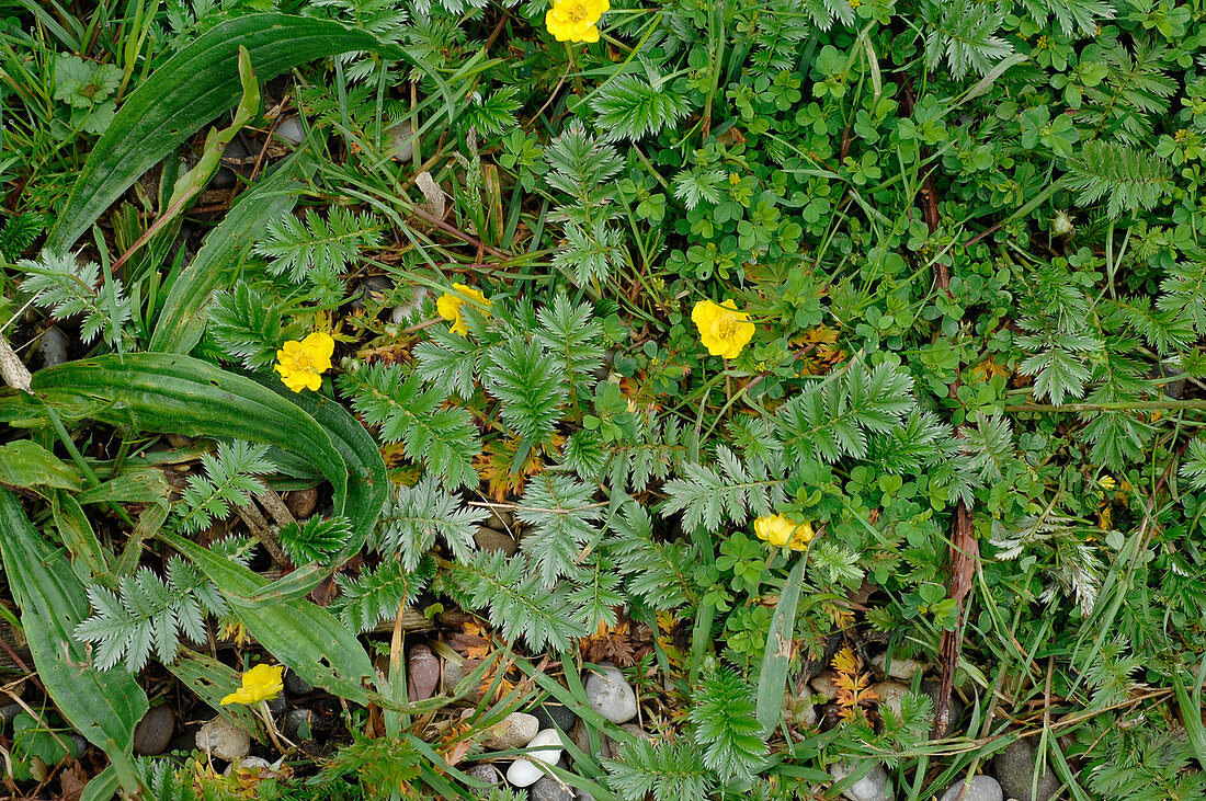 Potentilla anserina (Gänse-Fingerkraut), salztolerante Pionierpflanze