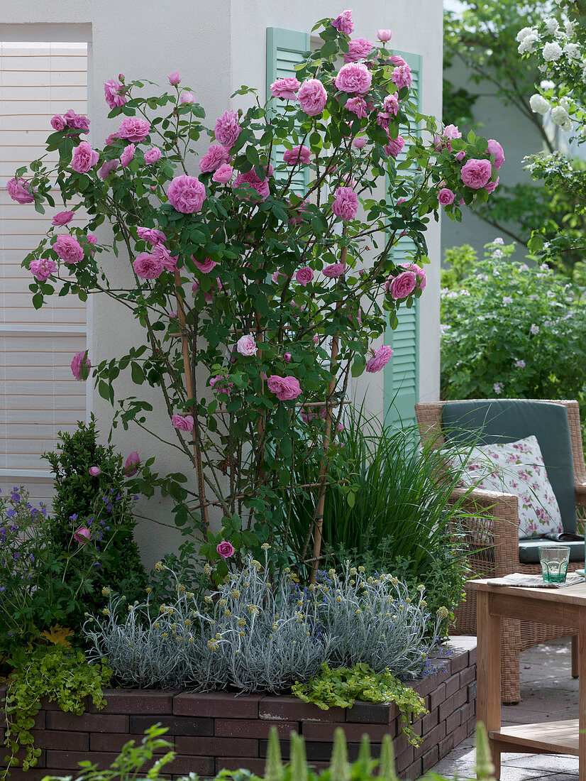 Rose 'Gertrude Jekyll', wonderful scent of old roses