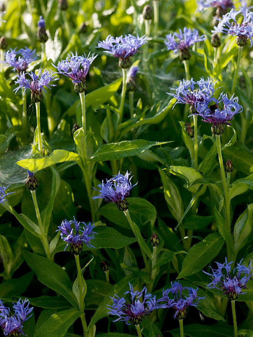 Centaurea montana (Bergflockenblume)